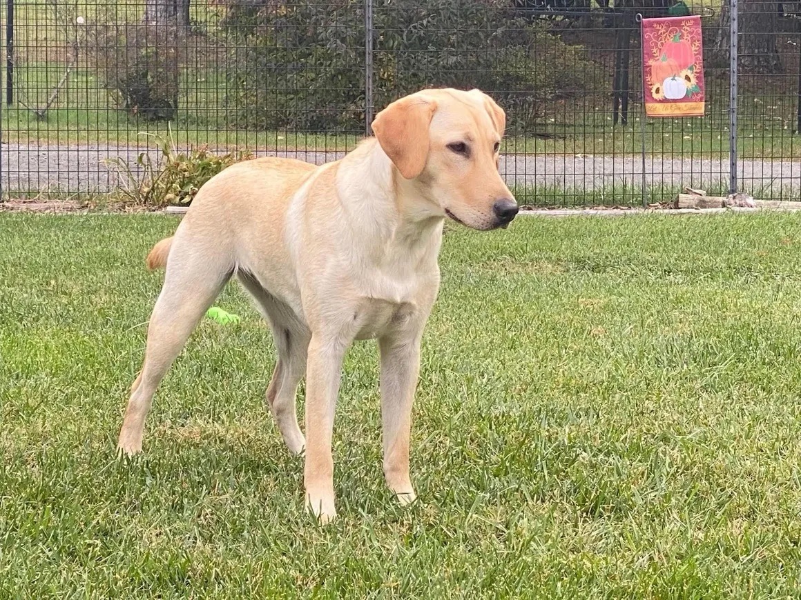Yellow Labrador Retriever at Sycamore Kennels