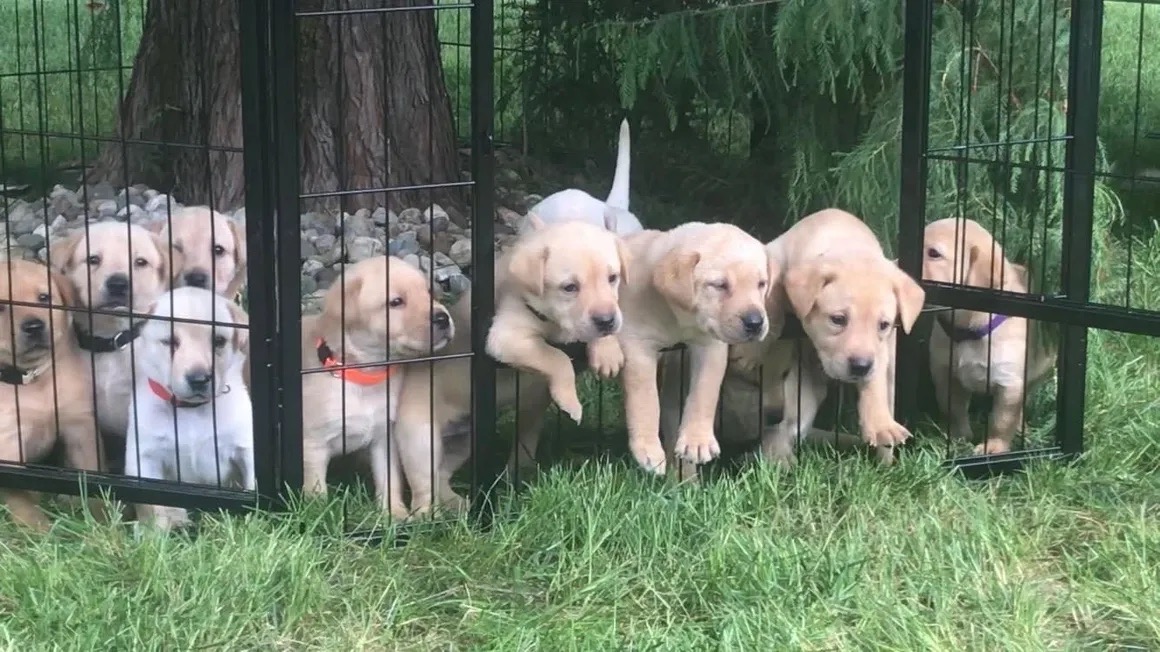 Sycamore puppies